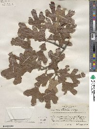Quercus stellata image