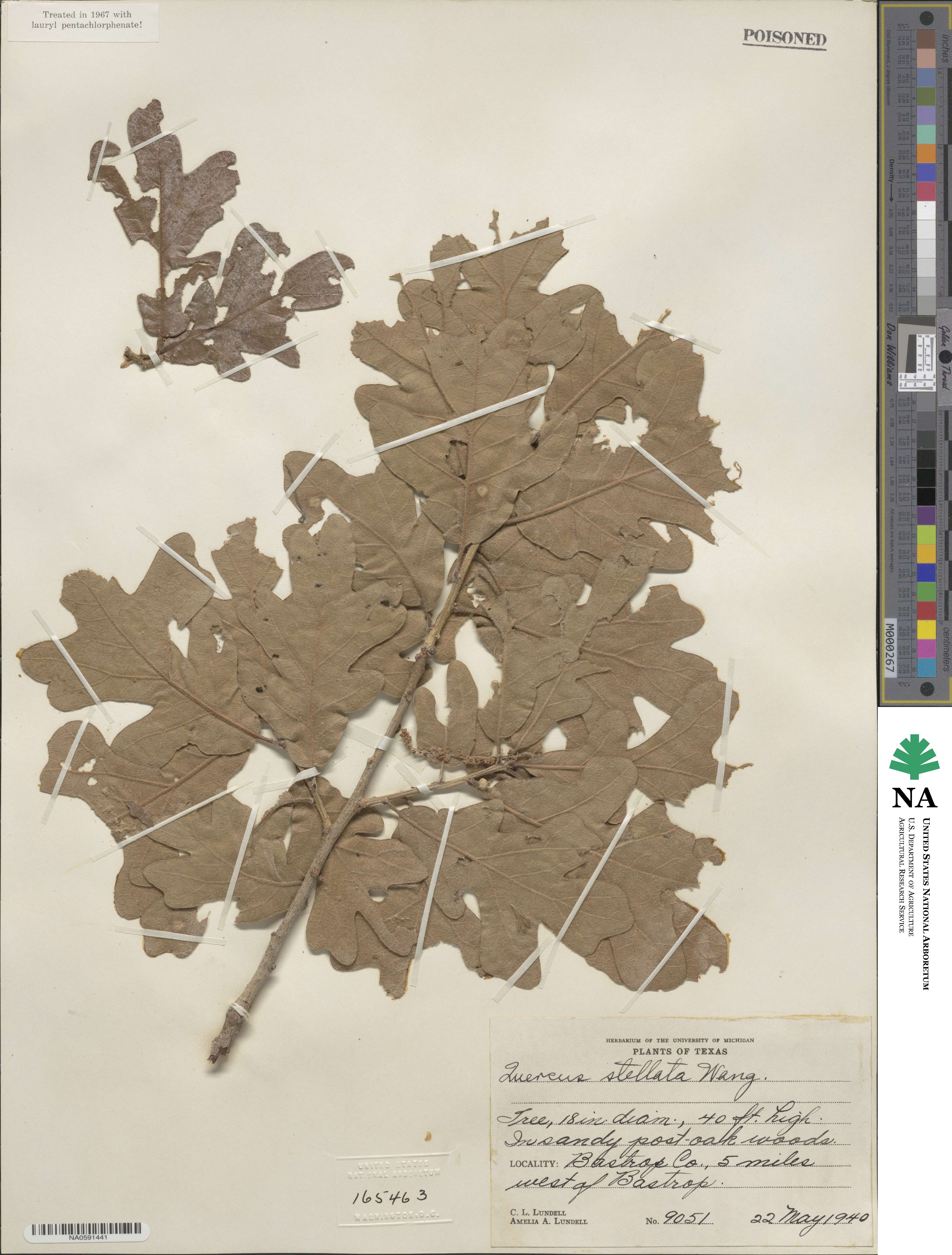 Quercus stellata image