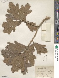 Quercus stellata image