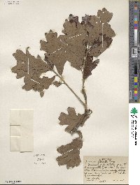 Quercus stellata image