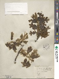 Quercus stellata image