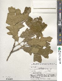 Quercus stellata image