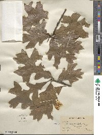 Quercus stellata image