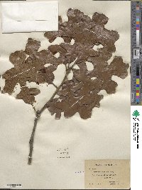 Quercus stellata image