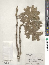 Quercus stellata image
