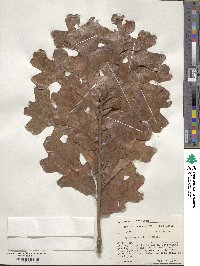 Quercus stellata image