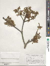 Quercus stellata image