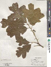 Quercus stellata image