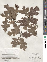 Quercus stellata image