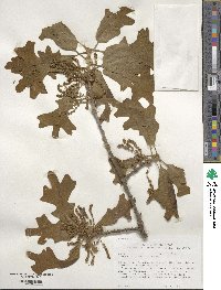 Quercus stellata image