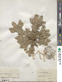 Quercus stellata image