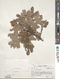 Quercus stellata image