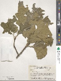 Quercus stellata image