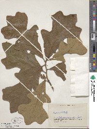 Quercus stellata image