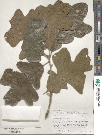 Quercus stellata image