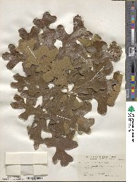 Quercus stellata image