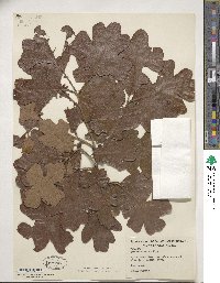 Quercus stellata image