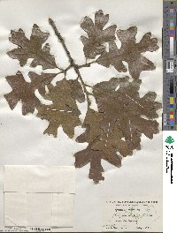 Quercus stellata image