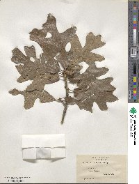 Quercus stellata image