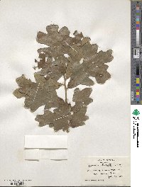 Quercus stellata image