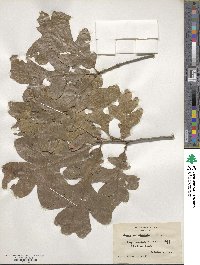 Quercus stellata image