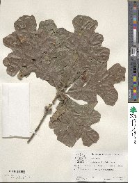 Quercus stellata image