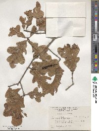 Quercus stellata image