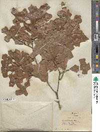 Quercus stellata image