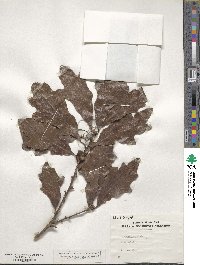 Quercus stellata image