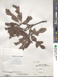 Quercus stellata image