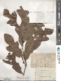 Quercus stellata image