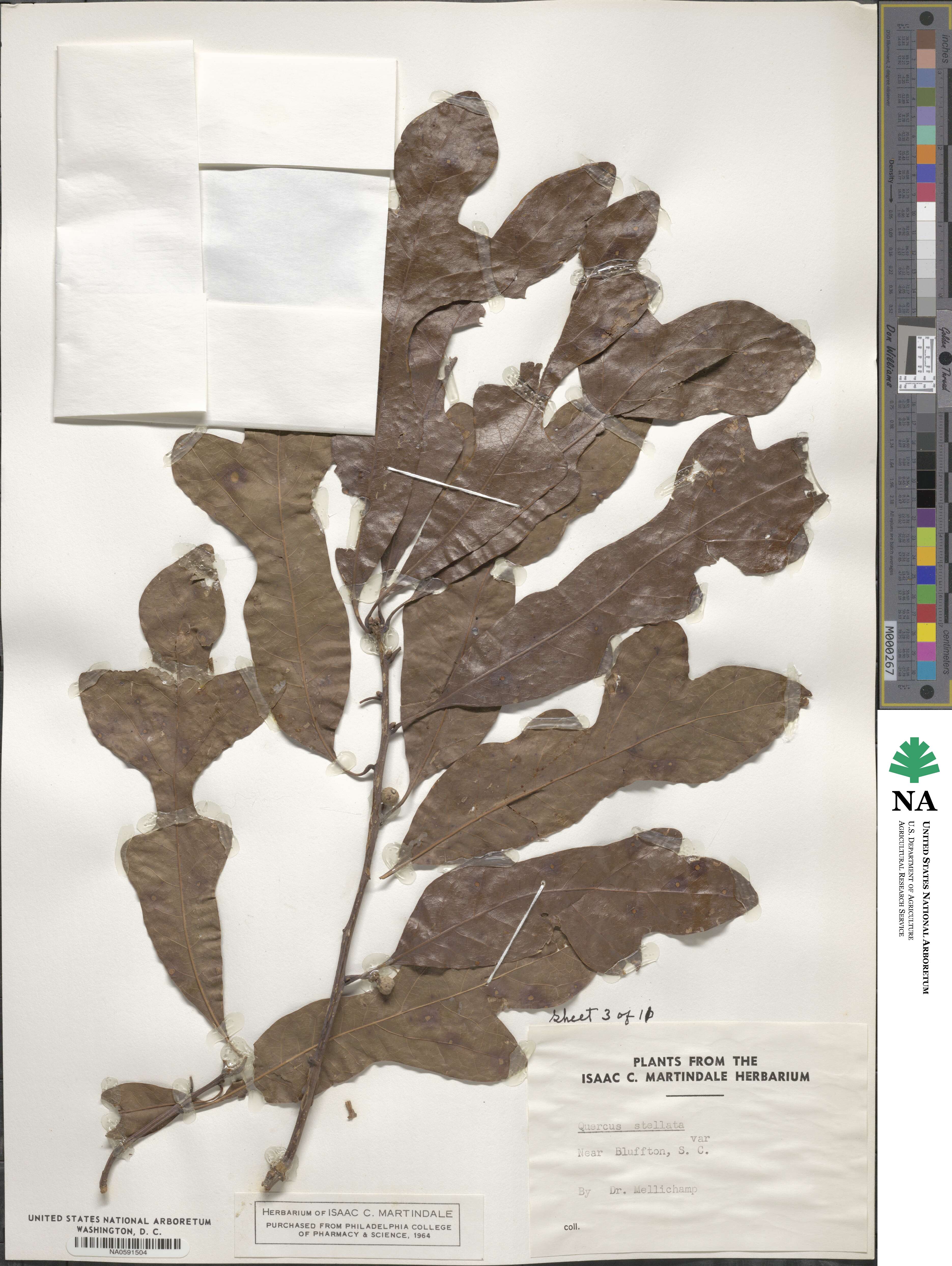 Quercus stellata image
