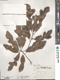 Quercus stellata image