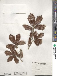 Quercus stellata image