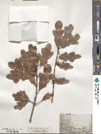 Quercus stellata image