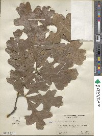 Quercus stellata image