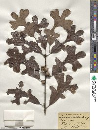 Quercus stellata image