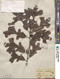 Quercus stellata image