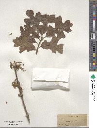 Quercus stellata image