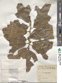 Quercus stellata image