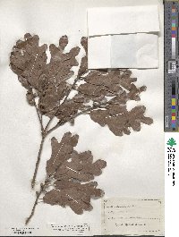 Quercus stellata image