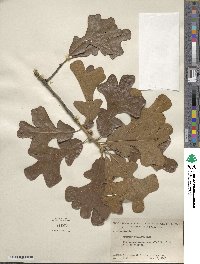 Quercus stellata image