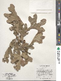 Quercus stellata image