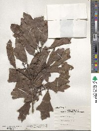 Quercus stellata image