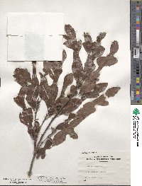 Quercus stellata image