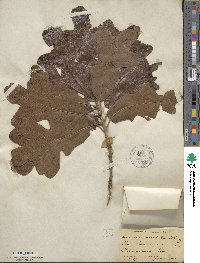 Quercus stellata image