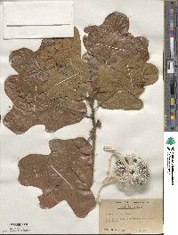 Quercus stellata image