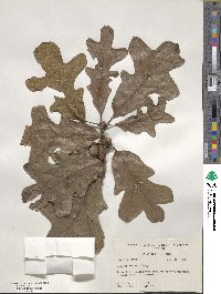 Quercus stellata image