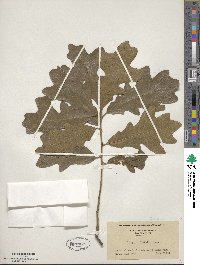 Quercus stellata image