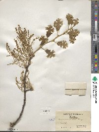 Quercus stellata image